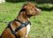 Pitbull Zug-Hundegeschirr aus Leder