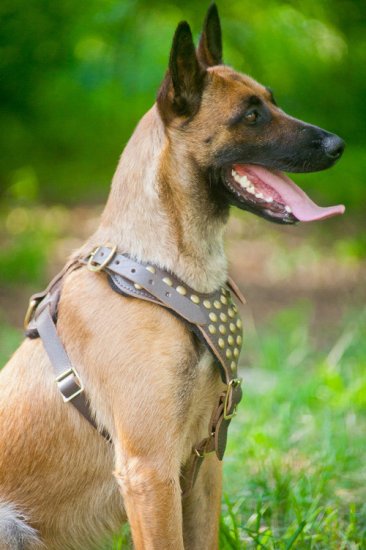 Hundegeschirr Leder Malinois, Design Brustgeschirr ❺❺❺