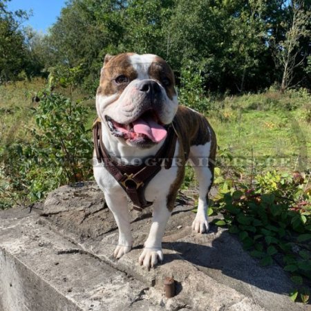 Geschirr Leder Englische Bulldogge | Suchgeschirr Qualität ✲