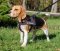Universelles Nylongeschirr für Beagle