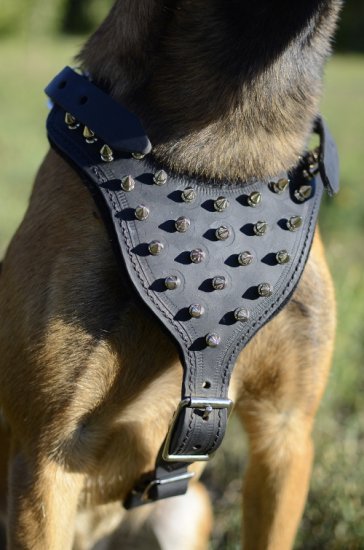 Hundegeschirr Leder für Malinois mit wunderschönen Nieten