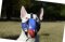 Hundemaulkorb aus Leder für Bullterrier, USA Design
