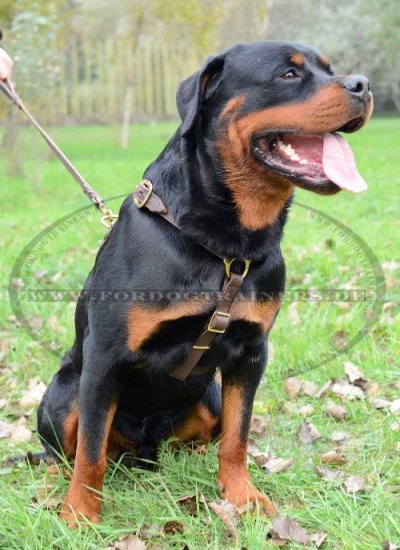 Bestseller Hundegeschirr Leder | Luxus Geschirr ❺❺❺ Handarbeit!