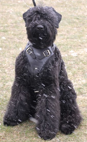 Bestseller Hetz-Hundegeschirr aus Leder für Schwarzen Terrier - zum Schließen ins Bild klicken