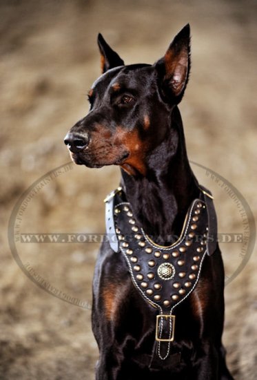 Exclusive Dog Harness Leather | Harness with Nappa and Rivets