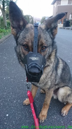 Maulkorb für Deutschen Schäferhund aus gepolstertem Leder - zum Schließen ins Bild klicken