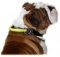 ALL WEATHER Nylon Bully Collar with HANDLE