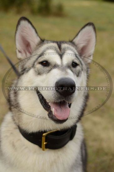 Alaskan Malamute Lederhalsband mit Handgriff