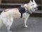 Nylon reflektierend Mehrzweck Hundegeschirr für Husky