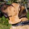 Cane Corso Halsband mit Nieten aus Ausgesuchtem Leder