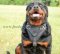 Bestseller! Rottweiler Bester Hundegeschirr aus Leder für Hunde-Ausbildung