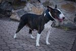 Bullterrier breites Leder Halsband