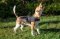 Robuster Hundespielball aus Vollgummi für Beagle