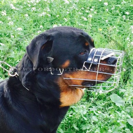 Außergewöhnlicher Rottweiler Korb aus Draht