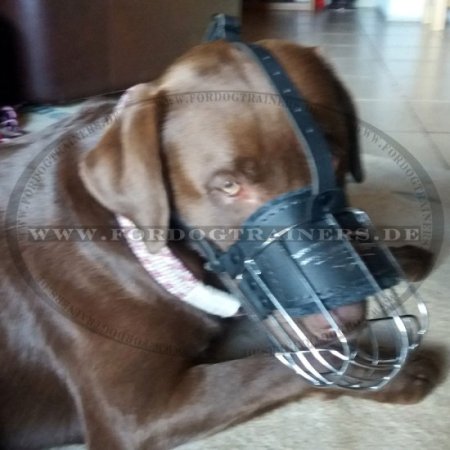 Wire Basket Dog Muzzle for Labrador