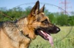 Leather dog collar with spikes and plates for Shepherd