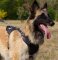 Tervuren Leather Dog Harness for K9 and Schutzhund