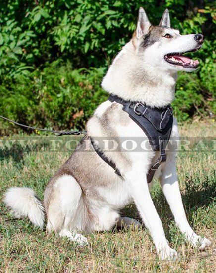 Fixed Laika Leather Harness with Handle buy