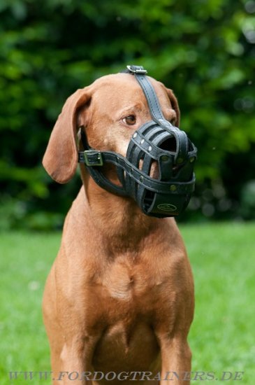 Komfortabler Leder Maulkorb für Rhodesian Ridgeback