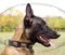 Impressive Collar with Plates for Malinois