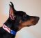 Hundehalsband Leder Bemalt im USA Stil Dobermann