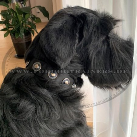 Nylon Hundehalsband mit Silber Konchen genietet