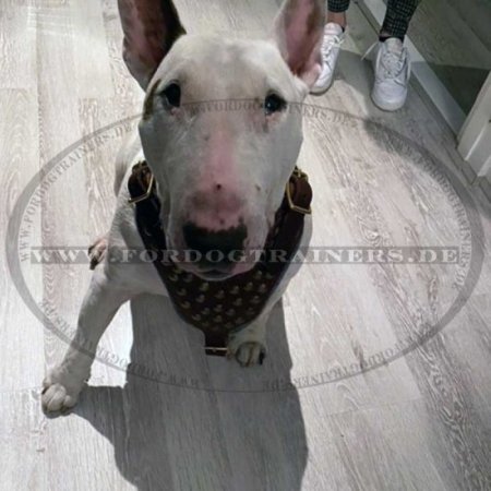 Bullterrier Leder Hundegeschirr mit Nieten