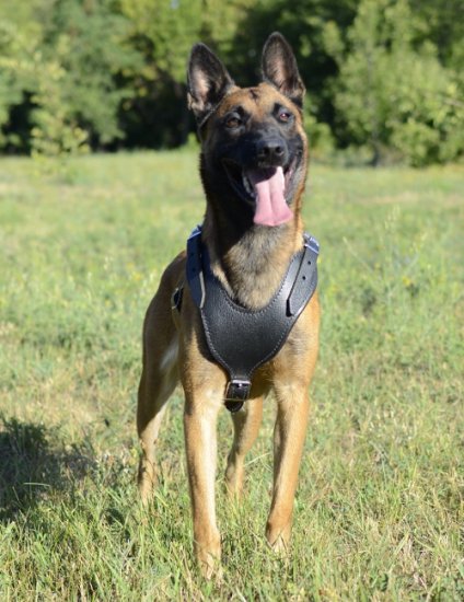 Hundegeschirr Leder gepolstert 2023, Malinois and Dogs