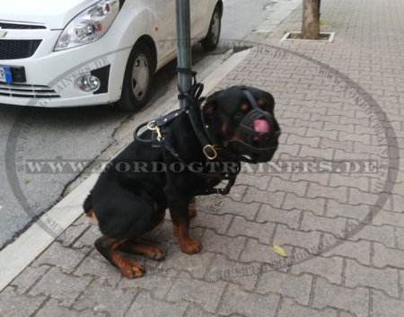 Bestseller! Rottweiler Leichter Hundemaulkorb aus Leder