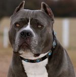 Hundehalsband aus Leder mit blauen Steinen für Pitbull