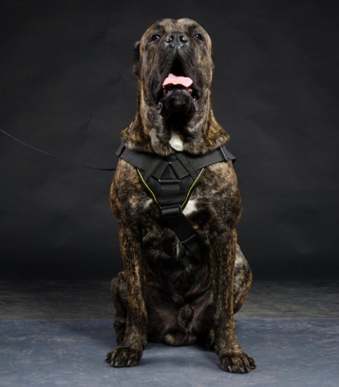 Hundegeschirr Nylon für Cane Corso K9 Hunde