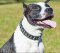 Pitbull Terrier Hundehalsband Breit