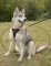 Luxus Hundegeschirr für Alaskan Malamute