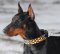 Exklusive Bemaltes Hundehalsband für Dobermann