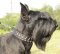 Dog Collar Leather with Spikes and Studs for Giant Schnauzer