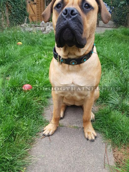 Verziertes Hundehalsband Leder mit blauen Steinen