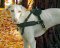 Saluki Such-Hundegeschirr aus Leder