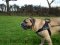 Wire Basket Dog Muzzle for Boerboel Mastiff