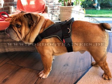 English Bulldog Nylon Multi-Purpose Dog Harness