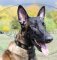 Exklusives Malinois Halsband aus Nylon mit Silberplatten