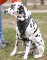 Hundegeschirr aus Leder für Dalmatian