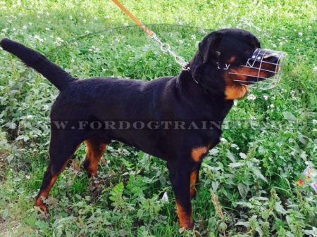 Außergewöhnlicher Rottweiler Korb aus Draht