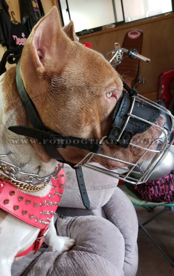 Bestseller Amerikanischer Pitbull Terrier Beisskorb aus Stahldraht