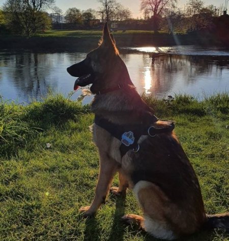 Bestseller Hundegeschirr für Deutschen Schäferhund