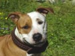 Amstaff Handgefertigtes geflochtenes Hundehalsband aus Leder