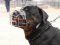 Rottweiler Wire Basket dog muzzle