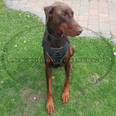 Geschirr aus Nylon Dobermann für Sport K9 ❺