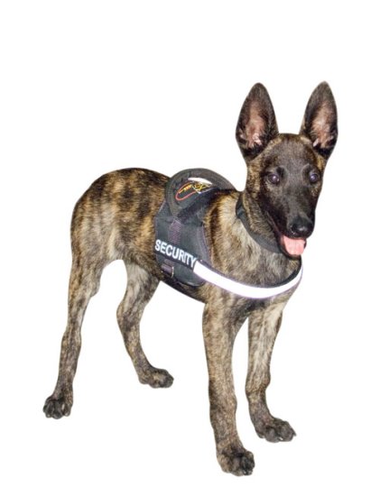 Nylon reflective multi-purpose dog harness for Malinois