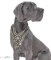 Great Dane Royal Dog Studded Leather Harness