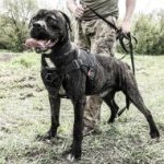 Bestseller Sportgeschirr für American Bandog Mastiff Training